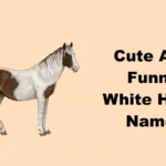 Cute And Funny White Horse Names