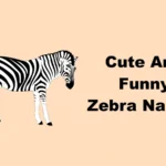 Cute And Funny Zebra Names